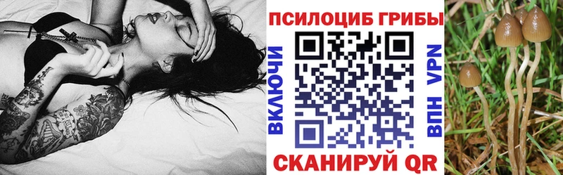 цены   Балашов  Псилоцибиновые грибы GOLDEN TEACHER 